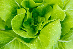 DIY Hydroponic Nutrient Recipe For Growing Lettuce