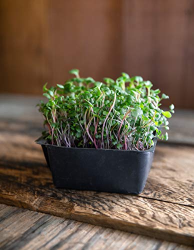 Superfood Microgreen Seeds Mix | for Microgreens Growing Trays | 1 LB | Heirloom Non GMO Purple Kohlrabi, Collard, Radish, Turnip & Broccoli Sprouts Seeds | Rainbow Heirloom Seed Co.