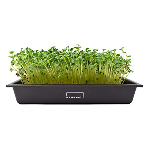 HAMAMA Home Microgreens Growing Kit, Grow Fresh Micro Greens Indoors Every Week, 30-Second Setup, Just Add Water. Includes Microgreens Tray, Microgreens Seeds. 100% Guaranteed to Grow. (Standard)