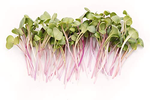 Rainbow Radish Sprouting Seeds Mix | Heirloom Non-GMO Seeds for Sprouting & Microgreens | Contains Red Arrow, Purple Triton & White Daikon Radish Seeds 1 lb Resealable Bag | Rainbow Heirloom Seed Co.