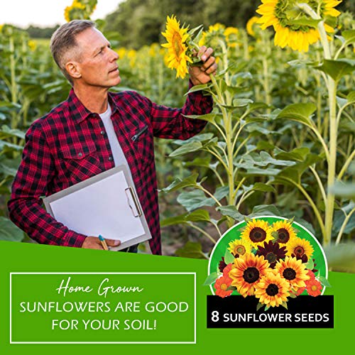 1000+ Bulk Sunflower Seeds for Planting