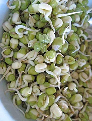 Todd’s Seeds - Mung Bean Sprouting Seed - Mung Bean Seeds - Chinese Green Bean - 1 Pound Bulk Seeds