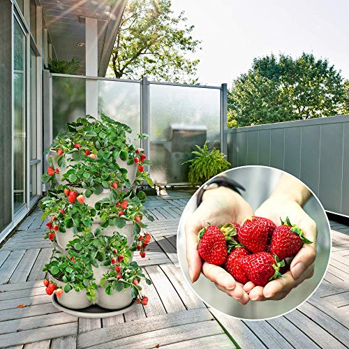 Amazing Creation Stackable Planter Vertical Garden for Growing Strawberries, Herbs, Flowers, Vegetables and Succulents, Indoor/Outdoor 5 Tier Gardening Tower (Off White)