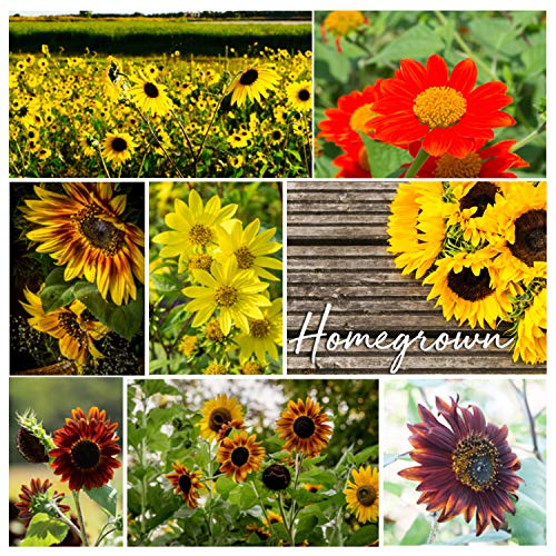 8 Sunflower Seeds to Plant | Bulk 1000+ Seeds | Heirloom Seeds | Non-GMO Flower Seeds for Planting Outdoors | Garden Seeds for Baby Shower Favors or Wedding Favors | for Birds and Bees